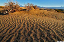 Dunes in the Mojave Desert